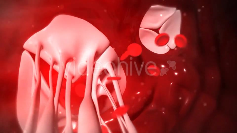 Animation Of Heart Valves Pumping Blood Videohive 20549404 Motion Graphics Image 8