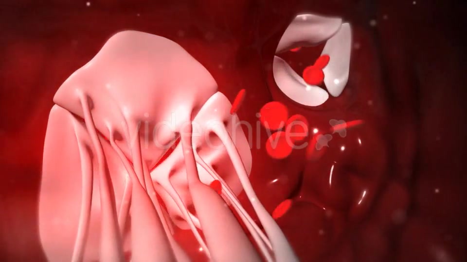 Animation Of Heart Valves Pumping Blood Videohive 20549404 Motion Graphics Image 9
