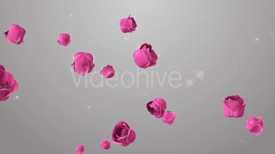 Animation of Pink Roses on the Beautiful Background Videohive 19378474 Motion Graphics Image 1