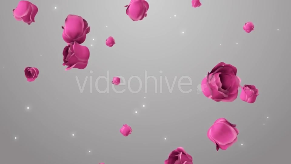 Animation of Pink Roses on the Beautiful Background Videohive 19378474 Motion Graphics Image 10