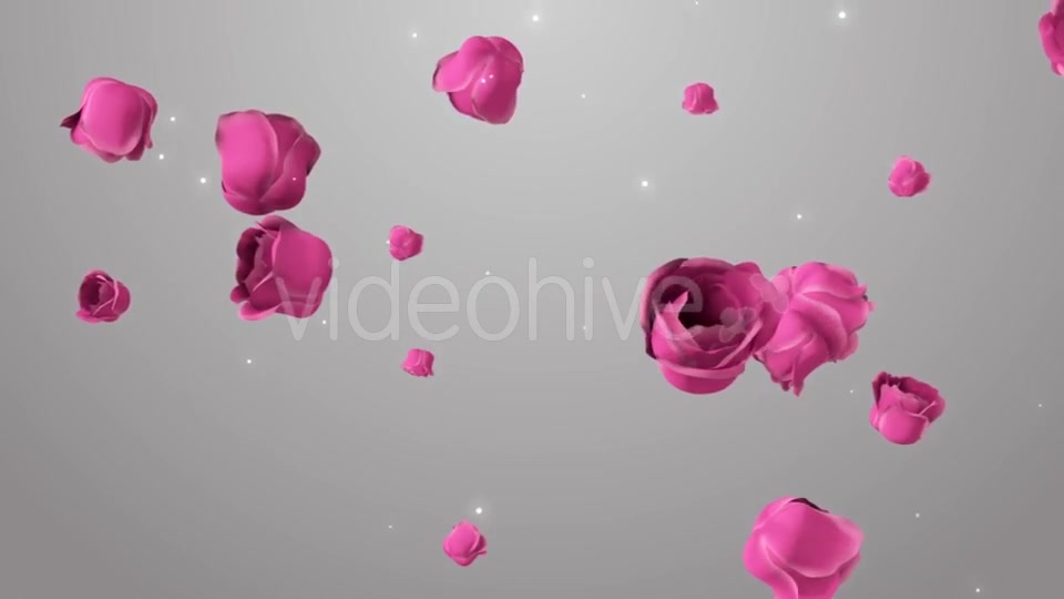 Animation of Pink Roses on the Beautiful Background Videohive 19378474 Motion Graphics Image 11