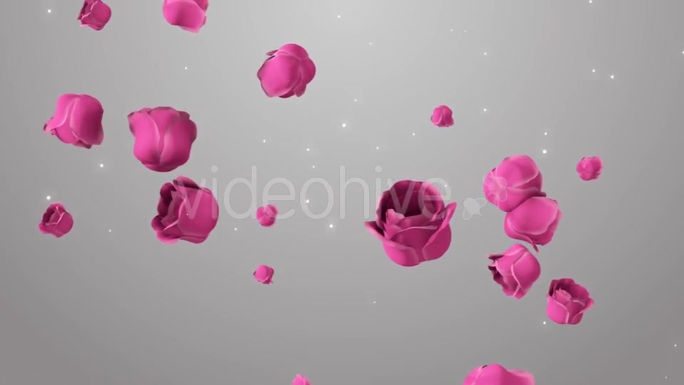 Animation of Pink Roses on the Beautiful Background Videohive 19378474 Motion Graphics Image 12