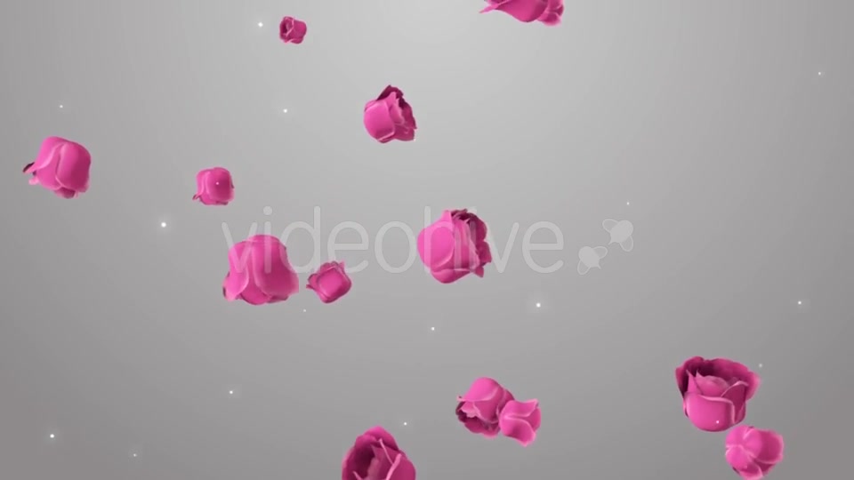 Animation of Pink Roses on the Beautiful Background Videohive 19378474 Motion Graphics Image 2
