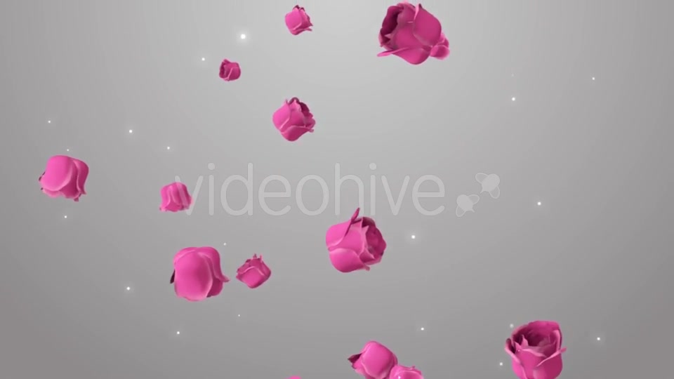 Animation of Pink Roses on the Beautiful Background Videohive 19378474 Motion Graphics Image 3