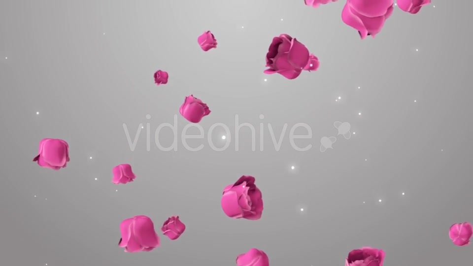 Animation of Pink Roses on the Beautiful Background Videohive 19378474 Motion Graphics Image 4