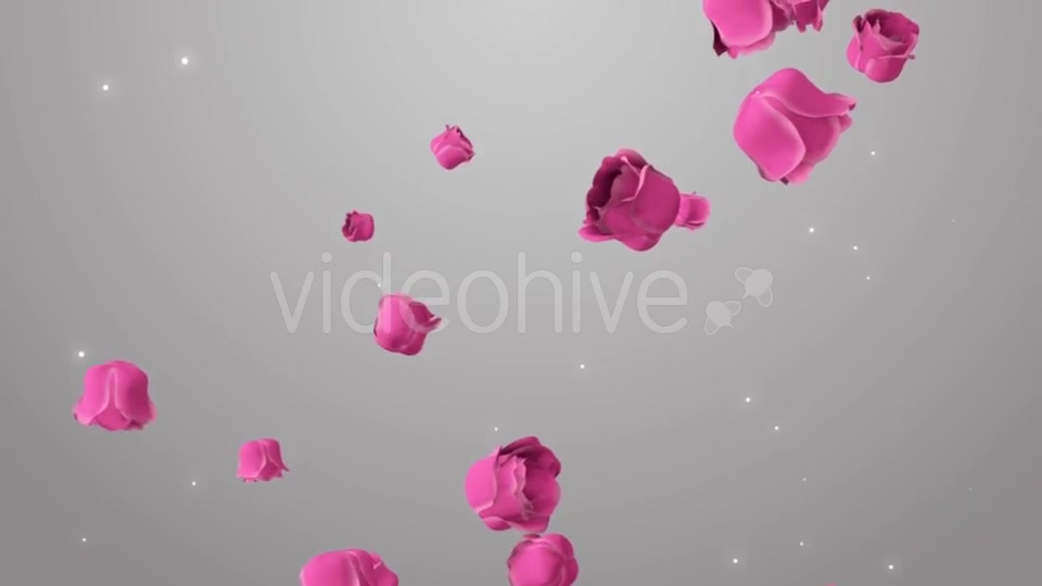 Animation of Pink Roses on the Beautiful Background Videohive 19378474 Motion Graphics Image 5