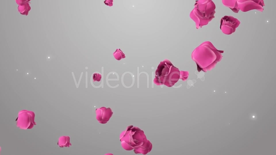 Animation of Pink Roses on the Beautiful Background Videohive 19378474 Motion Graphics Image 6