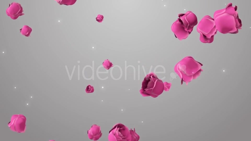Animation of Pink Roses on the Beautiful Background Videohive 19378474 Motion Graphics Image 7