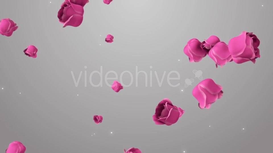Animation of Pink Roses on the Beautiful Background Videohive 19378474 Motion Graphics Image 8
