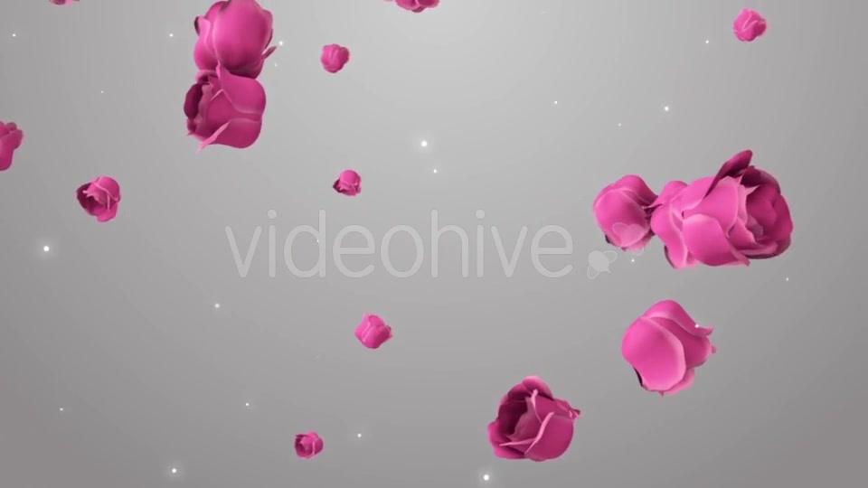 Animation of Pink Roses on the Beautiful Background Videohive 19378474 Motion Graphics Image 9