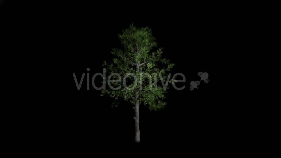 Animation Pack Of Black Gum Trees Videohive 20497810 Motion Graphics Image 1