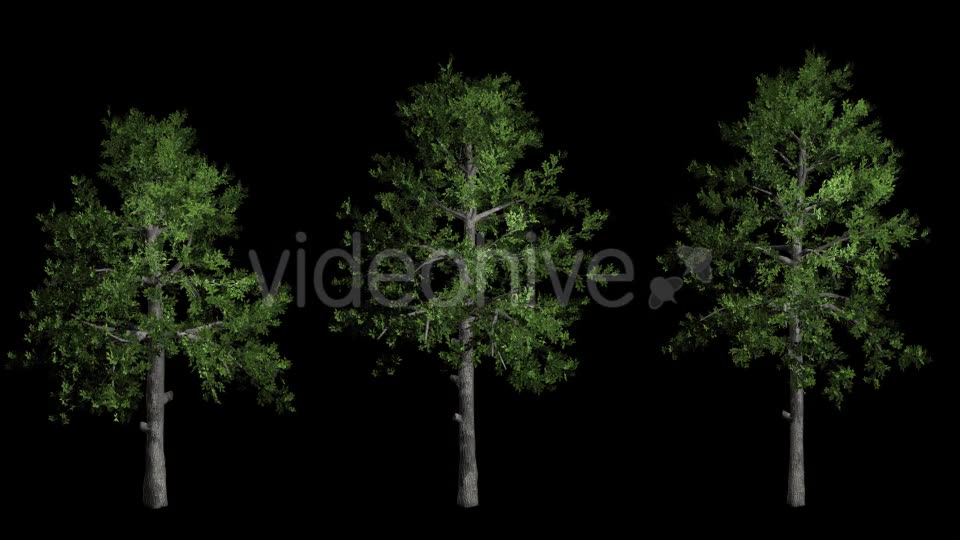 Animation Pack Of Black Gum Trees Videohive 20497810 Motion Graphics Image 10