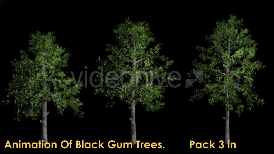 Animation Pack Of Black Gum Trees Videohive 20497810 Motion Graphics Image 2