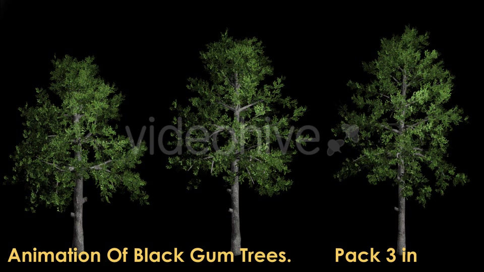 Animation Pack Of Black Gum Trees Videohive 20497810 Motion Graphics Image 3
