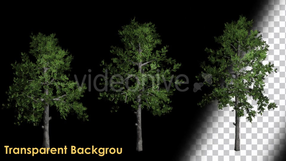 Animation Pack Of Black Gum Trees Videohive 20497810 Motion Graphics Image 4