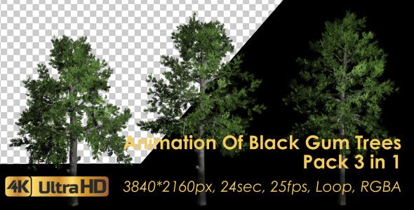 Animation Pack Of Black Gum Trees - 20497810 Download Videohive