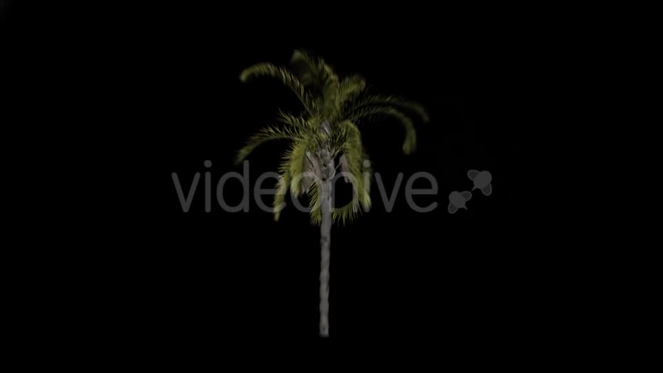 Animation Pack Of Palm Trees Videohive 20497778 Motion Graphics Image 1