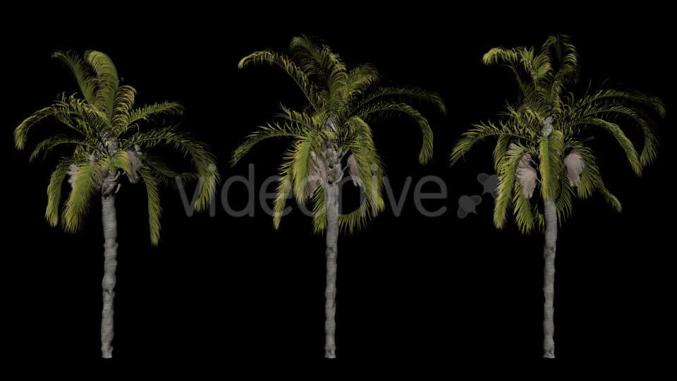 Animation Pack Of Palm Trees Videohive 20497778 Motion Graphics Image 10