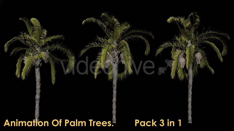 Animation Pack Of Palm Trees Videohive 20497778 Motion Graphics Image 2