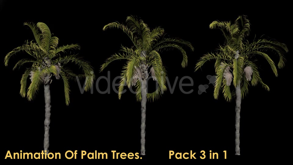Animation Pack Of Palm Trees Videohive 20497778 Motion Graphics Image 3
