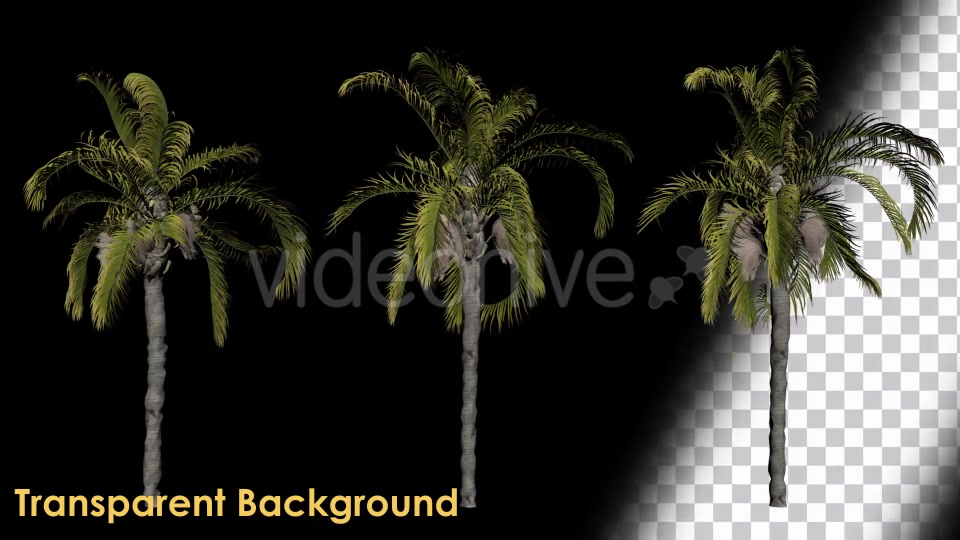 Animation Pack Of Palm Trees Videohive 20497778 Motion Graphics Image 4