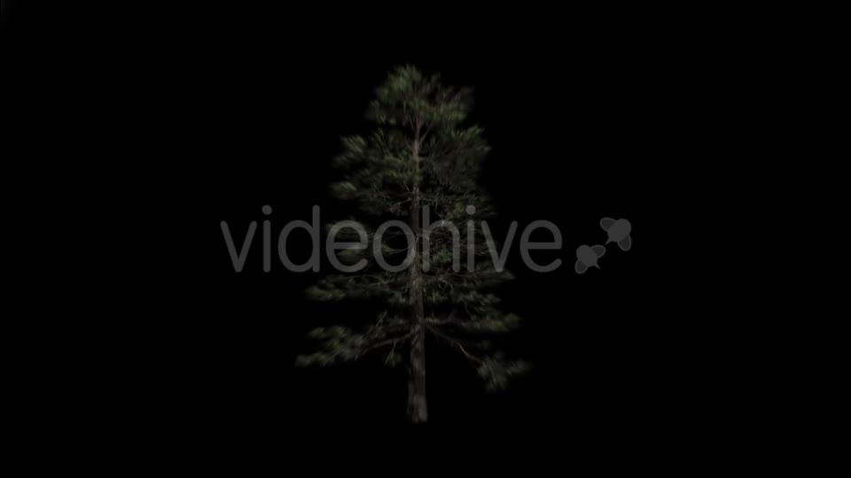 Animation Pack Of Pine Trees Videohive 20497794 Motion Graphics Image 1