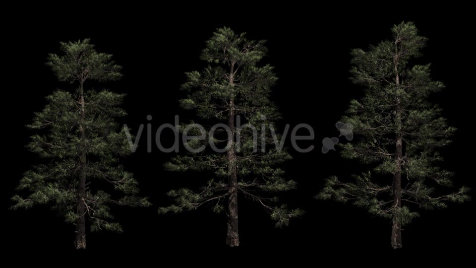 Animation Pack Of Pine Trees Videohive 20497794 Motion Graphics Image 10