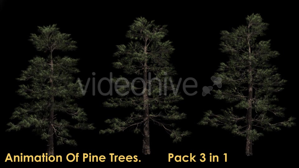 Animation Pack Of Pine Trees Videohive 20497794 Motion Graphics Image 2