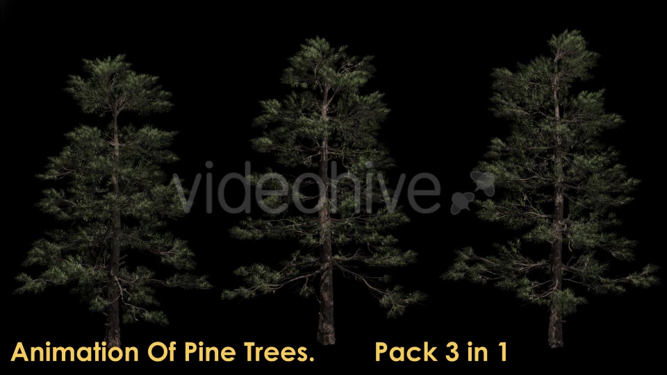 Animation Pack Of Pine Trees Videohive 20497794 Motion Graphics Image 3