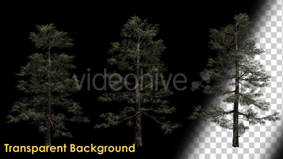 Animation Pack Of Pine Trees Videohive 20497794 Motion Graphics Image 4