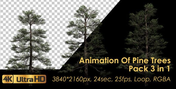 Animation Pack Of Pine Trees - 20497794 Videohive Download