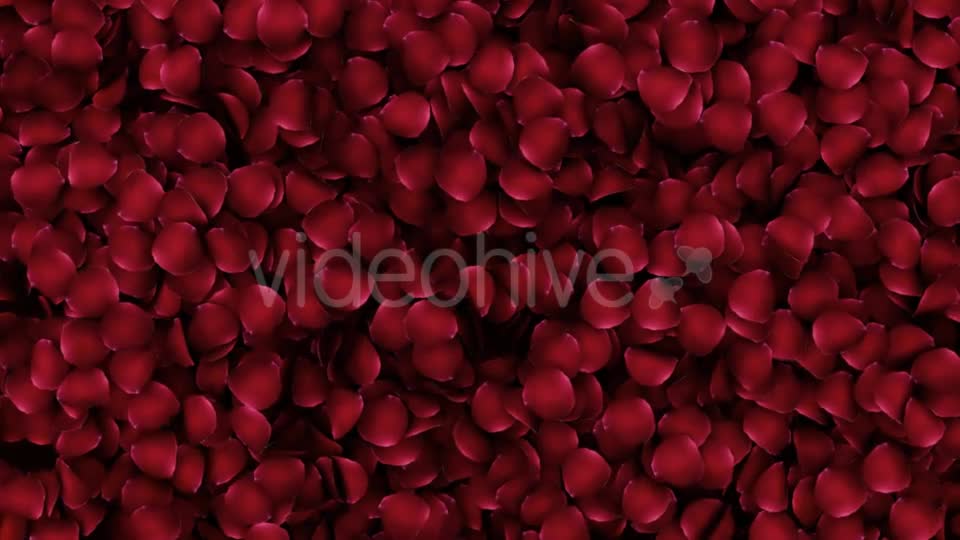 Animation Petals of Roses in a Heart Videohive 19400754 Motion Graphics Image 1