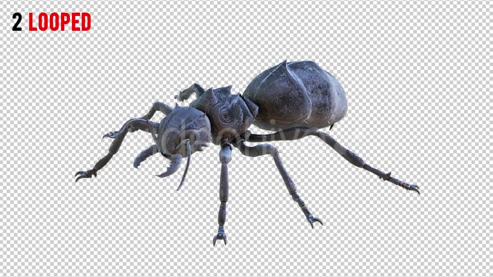 Ant 1 Realistic Pack 5 Videohive 20981468 Motion Graphics Image 2
