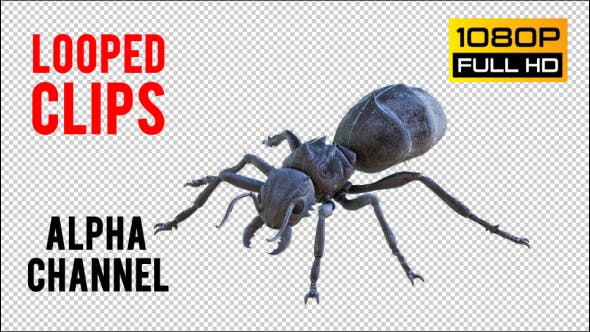 Ant 1 Realistic Pack 5 - Videohive Download 20981468