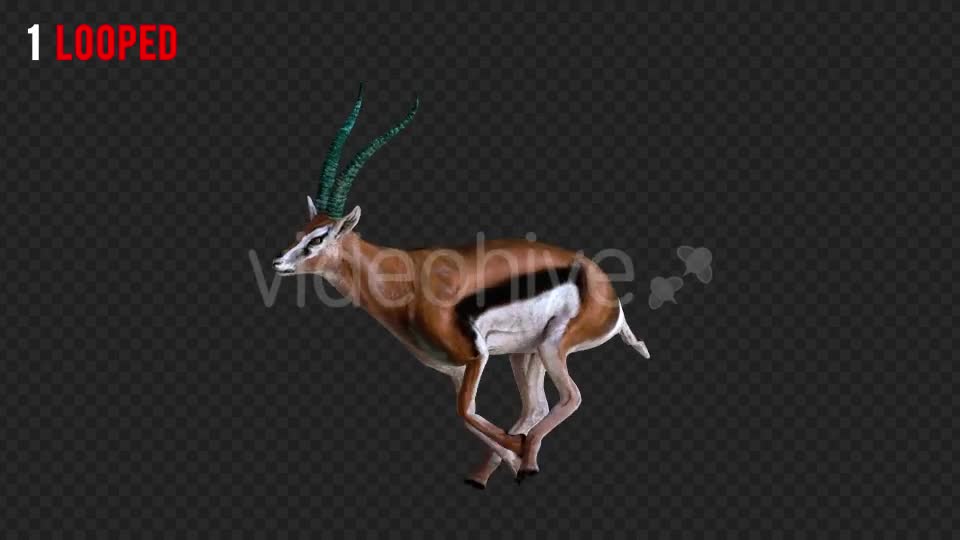 Antilope 4 Realistic Pack 4 Videohive 21203075 Motion Graphics Image 1