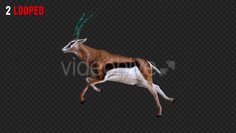 Antilope 4 Realistic Pack 4 Videohive 21203075 Motion Graphics Image 3