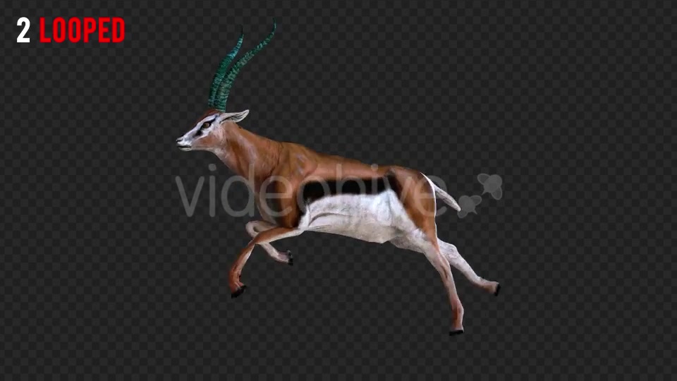 Antilope 4 Realistic Pack 4 Videohive 21203075 Motion Graphics Image 4