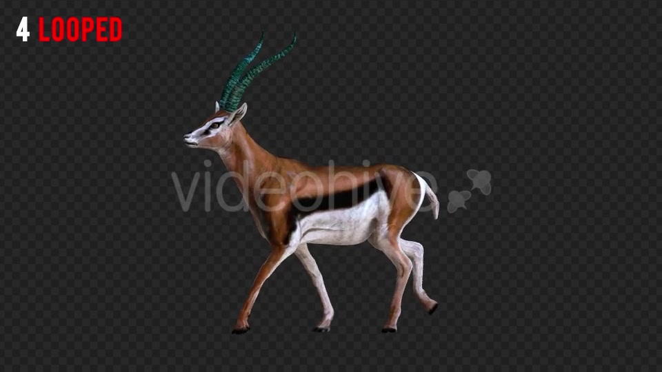 Antilope 4 Realistic Pack 4 Videohive 21203075 Motion Graphics Image 7