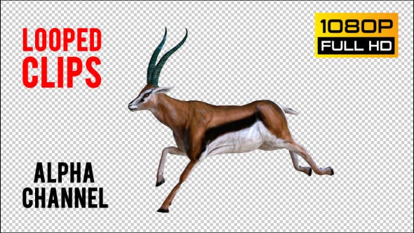 Antilope 4 Realistic Pack 4 - 21203075 Download Videohive