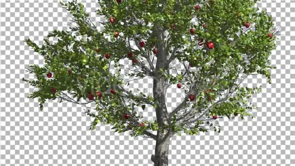Apple Thin Tree With Red Fruits Cut of Chroma Key Videohive 13508805 Motion Graphics Image 10