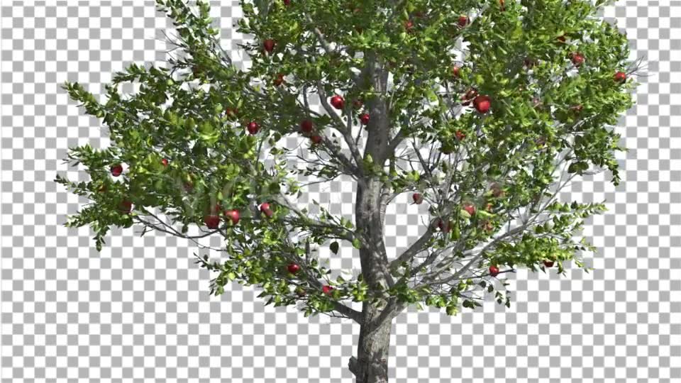 Apple Thin Tree With Red Fruits Cut of Chroma Key Videohive 13508805 Motion Graphics Image 2