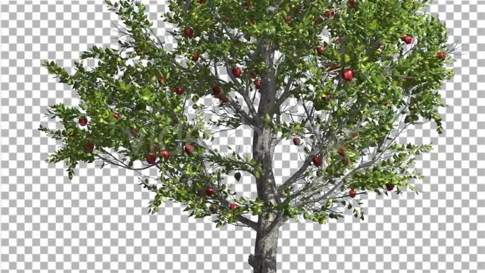 Apple Thin Tree With Red Fruits Cut of Chroma Key Videohive 13508805 Motion Graphics Image 3