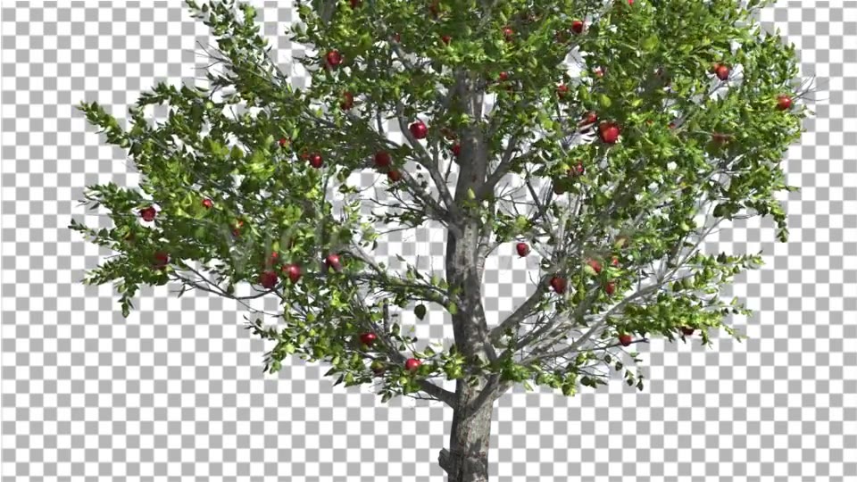 Apple Thin Tree With Red Fruits Cut of Chroma Key Videohive 13508805 Motion Graphics Image 4