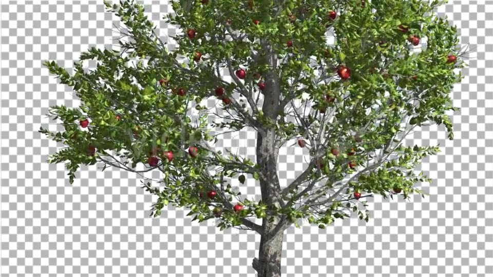 Apple Thin Tree With Red Fruits Cut of Chroma Key Videohive 13508805 Motion Graphics Image 5