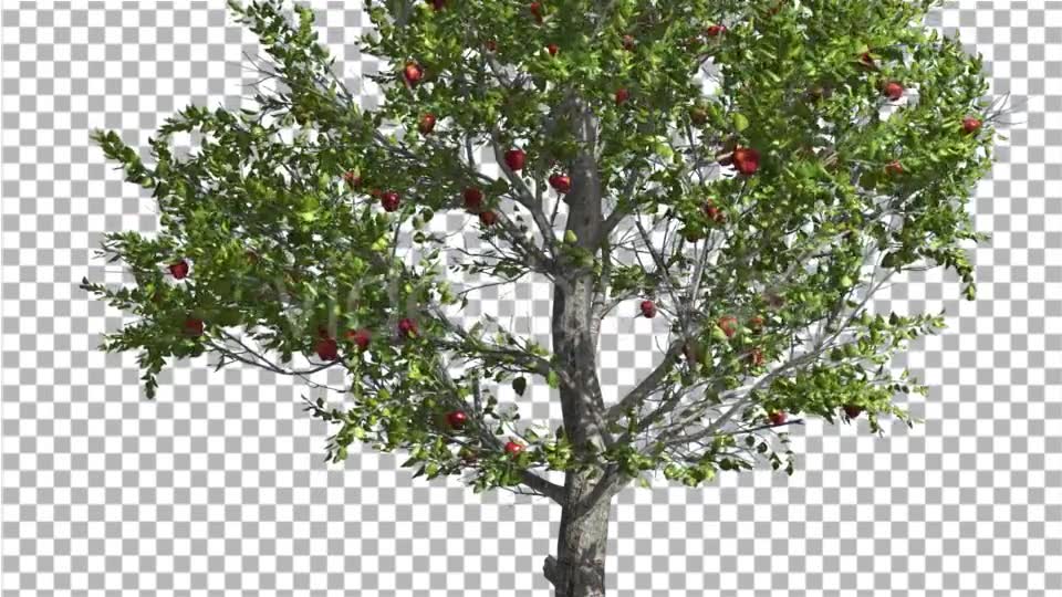 Apple Thin Tree With Red Fruits Cut of Chroma Key Videohive 13508805 Motion Graphics Image 6