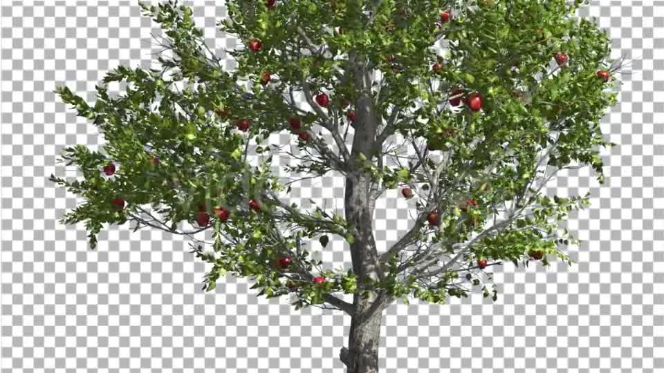 Apple Thin Tree With Red Fruits Cut of Chroma Key Videohive 13508805 Motion Graphics Image 8