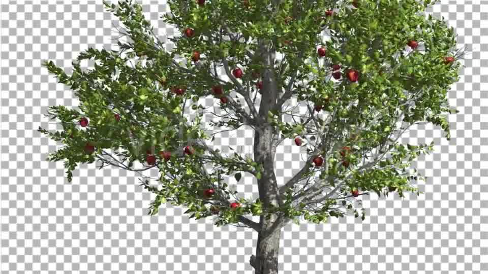 Apple Thin Tree With Red Fruits Cut of Chroma Key Videohive 13508805 Motion Graphics Image 9