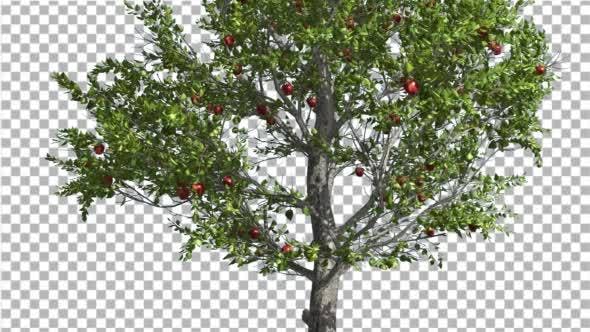 Apple Thin Tree With Red Fruits Cut of Chroma Key - 13508805 Videohive Download