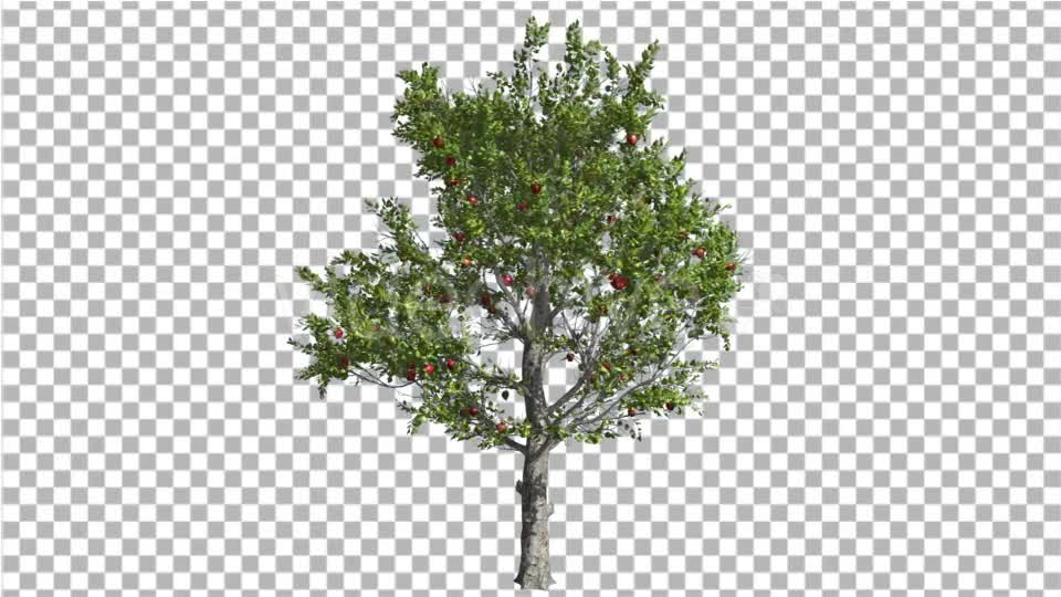 Apple Tree Red Fruits Cut of Chroma Key Tree on Videohive 13511154 Motion Graphics Image 1