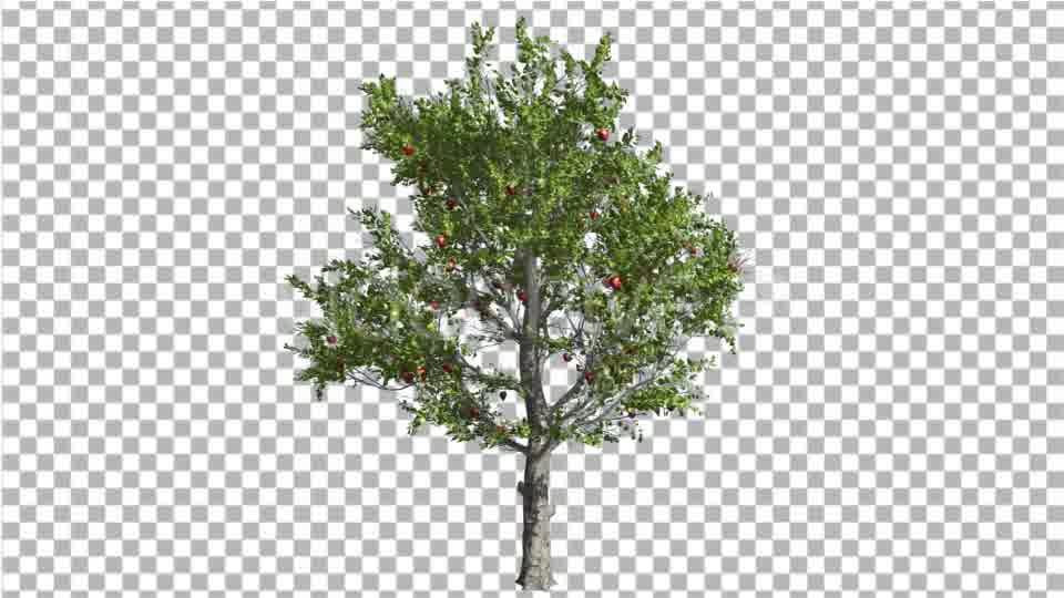 Apple Tree Red Fruits Cut of Chroma Key Tree on Videohive 13511154 Motion Graphics Image 11